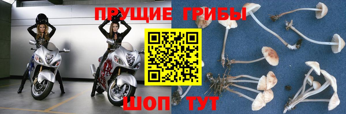 Котельники  Галлюциногенные грибы Psilocybine cubensis  купить  цена  Вход с VPN  Псилоцибиновые грибы GOLDEN TEACHER 